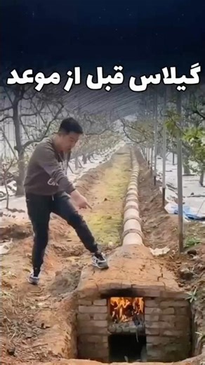 تکنیک گلخانه ها برای گیلاس خارج از موعد !
