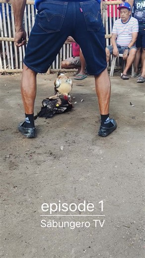 Traditional sabong episode 1 | Sabungero TV