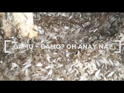 Gamu - Gamo o Anay #formosantermites
