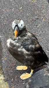 5.7K views · 283 reactions | Several of our tufted puffins are now transitioning into their winter plumage! During this season, their vibrant orange beaks and webbed feet gradually lose their brilliance, their white faces transform into shades of gray, and their once long yellow tufts gently fade away. 李 | Point Defiance Zoo & Aquarium | Facebook
