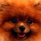 Common Geriatric Pomeranian Problems