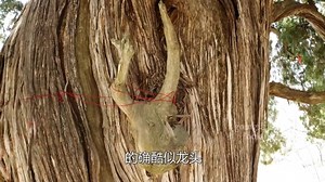 中国五千年树龄的古树中最大的一棵，更是地球上唯一的一棵甲木生龙的生命奇迹古树，他吸收了五千年的日月星辰、电闪雷鸣、狂风暴雨、严寒酷暑、原始土地的精华和能量。
