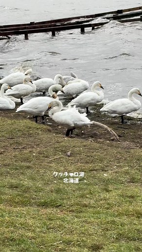 日本最北のラムサール条約指定地 クッチャロ湖🦢 日本とロシアを渡る水鳥達の重要な中継地で、約300種の野鳥が記録されています。 北海道・浜頓別町にある大小2つの湖からなり 特に春と秋の渡りの季節に、数千羽のコハクチョウと数万羽のカモ類が観察できます。 とても寒い日でしたがコハクチョウに会えました ☺️ オオハクチョウとの違いわかるかな🤭 くちばしの黄色い部分 面積大きさが小さく 黒い部分が多いみたい 水鳥観察館内では沢山の剥製が 展示されてました キタキツネ🦊可愛い✨ 次回投稿は 会えたあの野生動物にしよ🤭 #クッチャロ湖 #白鳥 #自然 #北海道 #旅行