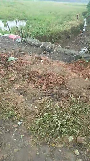 16 reactions · 5 comments | Ilawa me iti kalsada tapno mayat iti panagirwar iti apit me.nga gumimong. #FarmerLife | Jonathan Agra | Facebook