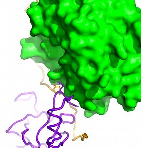 File:Polycomb-repressive-complex-2-structure-with-inhibitor-reveals-a-mechanism-of-activation-and-drug-ncomms11384-s3.ogv - Wikimedia Commons