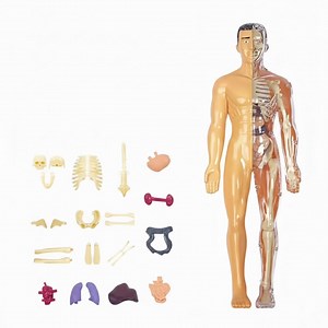 DIY Human Body Anatomy Model Kit: Transparent Skeleton With Organs - Etsy