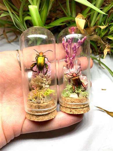 Real Frog Beetle Glass Terrarium Display: Insect & Botanical Garden Taxidermy Glass Dome Art - Etsy