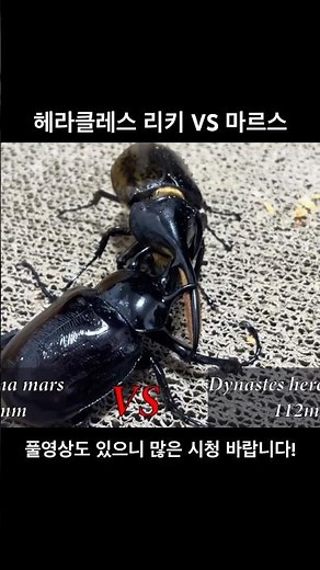 마르스장수풍뎅이105mm VS 헤라클레스 리키 112mm