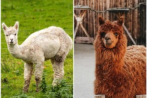 Terlihat Sangat Mirip, Apa Perbedaan Alpaka dan Lama? | National Geographic