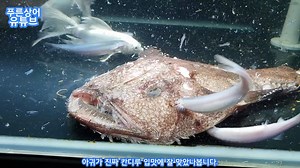 锯颊鲶Pareiodon sp.喂食