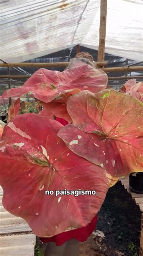 Estância Vitória Ornamentais ® on Instagram: "No paisagismo, o Caladium vai além da folhagem. 🌿 Ele cria contraste, ilumina áreas de sombra e traz movimento com suas cores e desenhos únicos. ✨ Perfeito para jardins tropicais, vasos decorativos e composições que pedem impacto visual sem exigir manutenção complexa. 💚 Direto da nossa produção para a sua coleção, com qualidade e cuidado em cada detalhe. 🫶 🌱 Produção própria • qualidade constante 📍 Disponível no Ceaflor – Holambra Box D127 e D