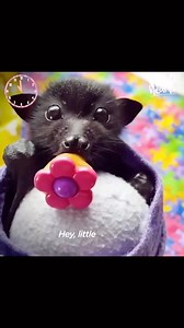 Bats are adorable. 🦇🧡 A very very cute day in the life of a rescued baby bat. Bats or pangolins are not to blame for the spread of COVID-19, humans are. We invade and destroy their habitats and we captured and exploit them for food or ‘medicine’. Be it chickens, cows, pigs or bats, our interference and exploitation of other animals is responsible for millions of people catching zoonotic disease every year. We can stop this. Go vegan to reduce the risk of this happening again. 🎥 @thedodo ⁠ #cl