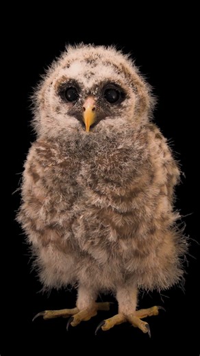 National Geographic on Instagram: "Video by @joelsartore | This Florida barred owl was just 23 days old when I filmed it at the St. Francis Wildlife Association. A nonmigratory species, these owls are found in mature forests with a relatively open understory. Large trees provide ideal places for nesting and perching, while the open understory gives owls space to fly—and to spot and catch prey. Without access to this vital habitat, the barred owl would be unable to maintain a stable population, w