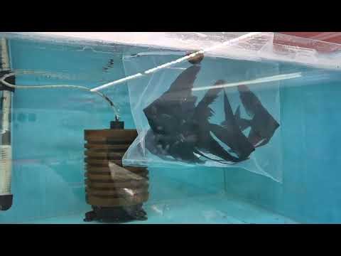 Aquarium Vlog #594 (Breeding Angelfish Arrived)