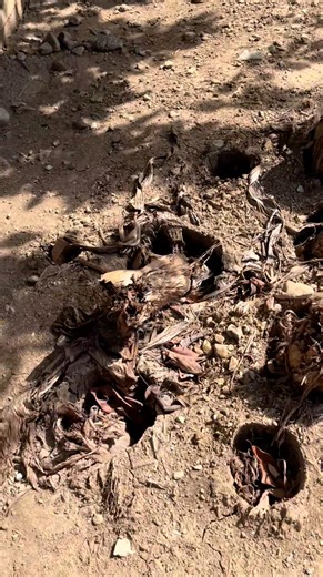 24K views · 85 reactions | herbicide to kill grass,Rotten Roots & tree  https://vt.tiktok.com/ZSSKy4ony/ | Kengkoy Anime TV | Facebook