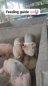 4.2K views · 49 reactions | Feeding guide  #kafarmers #Hograiser #fb #reelsfbシ #highlights #farming #baboy #feeding #feedingguide | Jona Oyangorin | Facebook