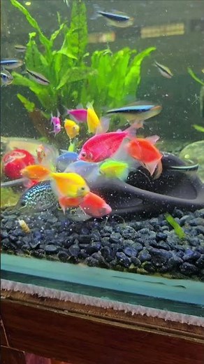 Figure Eight 8 Puffer Fish fresh water! 😍#pufferfish#freshwaterpufferfish#figureeightpuffer