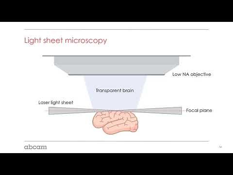 Tissue clearing tips: imaging (4/4)