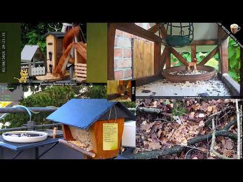 Interaktiv: Vogel-Beobachtung/Bird-Watch - Stuttgart (!stg) und Niedersachsen (!nds) - Viel Spaß!