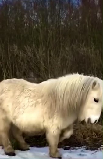 Funnylifeanimals on TikTok