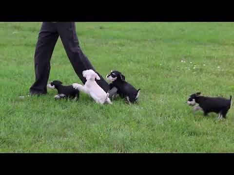 Miniature Schnauzer Puppies For Sale