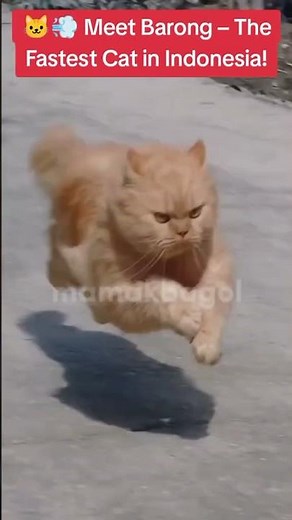 🐱💨 Meet Barong – The Fastest Cat in Indonesia! #Shorts