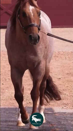 American Quarter Horse: The Lightning Sprinter 🐎⚡