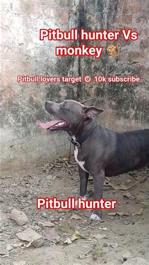 pitbull Vs monkey 🐒@HUNTER_PITBULL-104 #trending #shortvideo#viralvideo#shortvideo #trendingshort