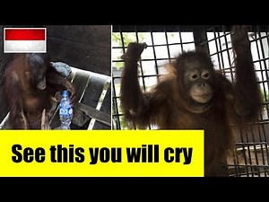 (Kotap) orangutan rescued by an international animal rescue team in west kalimantan Indonesia