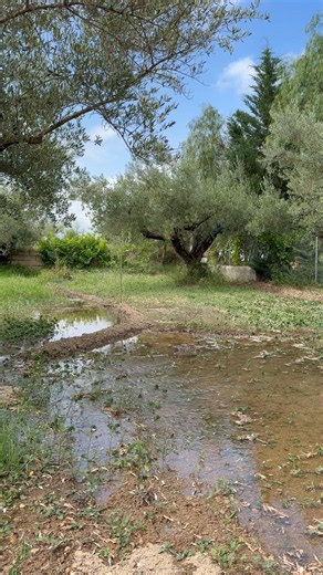 Cuanta vida en estos olivos #agri #agricultura #jardin #agriculture #olivar #olivo #plantas #viral