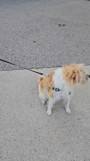 1K views · 68 reactions | This is how Finn says, "guys, why won't you let me go meet that fine young pup who is ovulating RIGHT NOW and I know I don't have balls, but I just want to talk, I swear, guys, guys..." | Jake Disman | Facebook