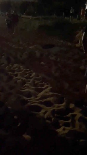 Turtle comes ashore in Gnejna Bay just now. | Gerald Fenech Covid19 news updates