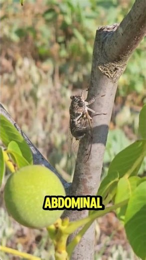 Many Reasons Behind the Cicada's Loud Sounds #nature #ricefield #nightlife