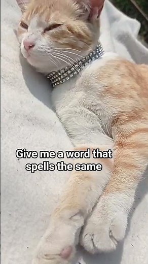 Funny Cat Pro 😂 Smart Cat Reaction Shocks You!
