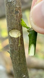 5.1K views · 30 reactions | Easy techniques for grafting lemon trees. #gardening #farming #satisfying #grafting #shortviral #lemon | Cha Garden | Facebook