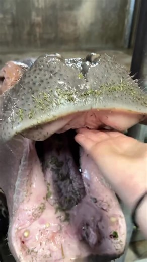 538K views · 39K reactions | 略 Some chilly content! Get a behind- the-scenes look at how the keepers help keep the hippos happy and active when it's too cold to go outside! In addition to extra attention, training sessions and swimming in one of the two indoor pools, the hippos also get extra enrichment! | Cincinnati Zoo & Botanical Garden | Facebook