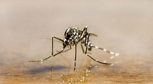 Asian Tiger Mosquitoes Invade Los Angeles County
