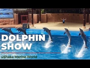 Dolphin Show (Full version) – uShaka Marine World