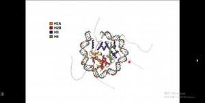 【研究生】 常规组蛋白VS组蛋白变体 |Histone Variants|长知识|码