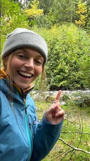 Grizzly Bear or Black Bear: How to tell them apart 🐻🤩