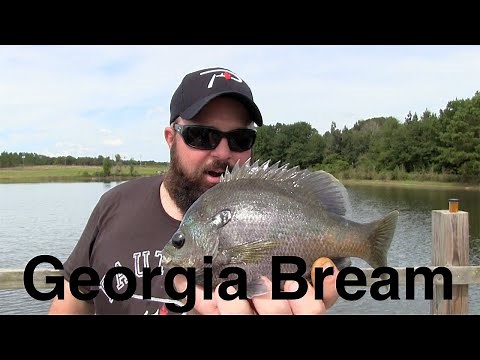Pond Fishing for Georgia Bream