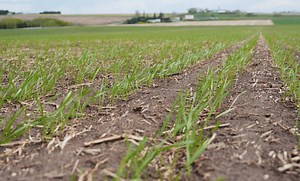 Wheat School: Yield starts at seeding rate