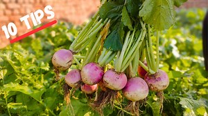 Top 10 Turnips Growing Tips at Home | 10 Easy Tips For Growing Turnips (شلجم ) At Home From Seeds Till Harvest #turnips #شلجم #growing #tmbaagh #gardening #diygardeningtips #viral Youtube Channel Link https://youtube.com/@TMbaagh ............................................. Facebook page link https://www.facebook.com/tmbaagh ........................................... My Instagram account ( follow) https://instagram.com/tmbaagh .......................................... My TikTok Account (Follo