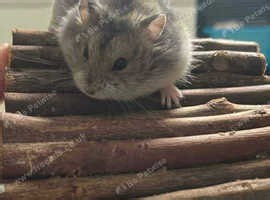 Pure bred Campbells Russian dwarf hamsters