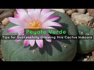 Peyote Verde: Tips for Successfully Growing this Cactus Indoors
