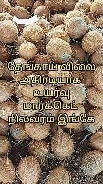 தேங்காய் விலை அதிரடியாக உயர்வு | முதலில் இதை பாருங்க தேங்காய் விற்கும் முன் | #தென்னந்தோப்பு #aqse
