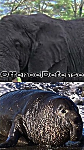 AFRICAN BUSH ELEPHANT VS ELEPHANT SEAL