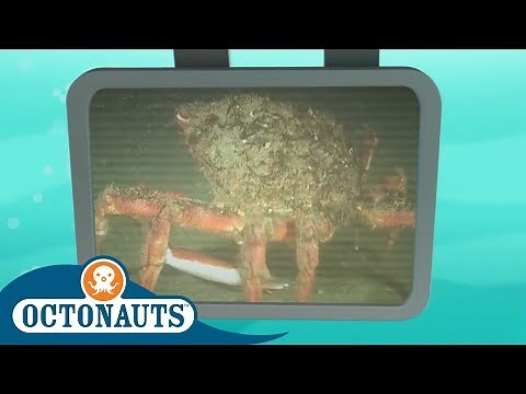 Octonauts - Don't Fear the Spider Crab! | Songs of the Deep | Cartoons for Kids