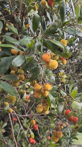 Arbutus unedo | Garden Idea