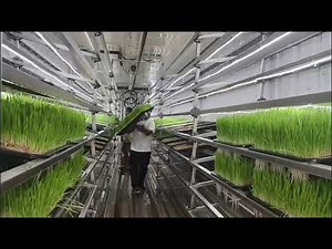Hydroponic Container for Sustainable Farming